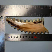 Argali Horn Zigzag Comb — Ink-Wash Vertical Grain, Jawline & Scalp Tool