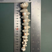 Pale Ivory Yak Horn Massage Wand — Star-Ridged, Lotus Pod Head